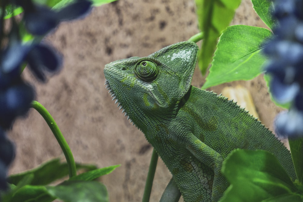 a close up of a green chamelon on a plant