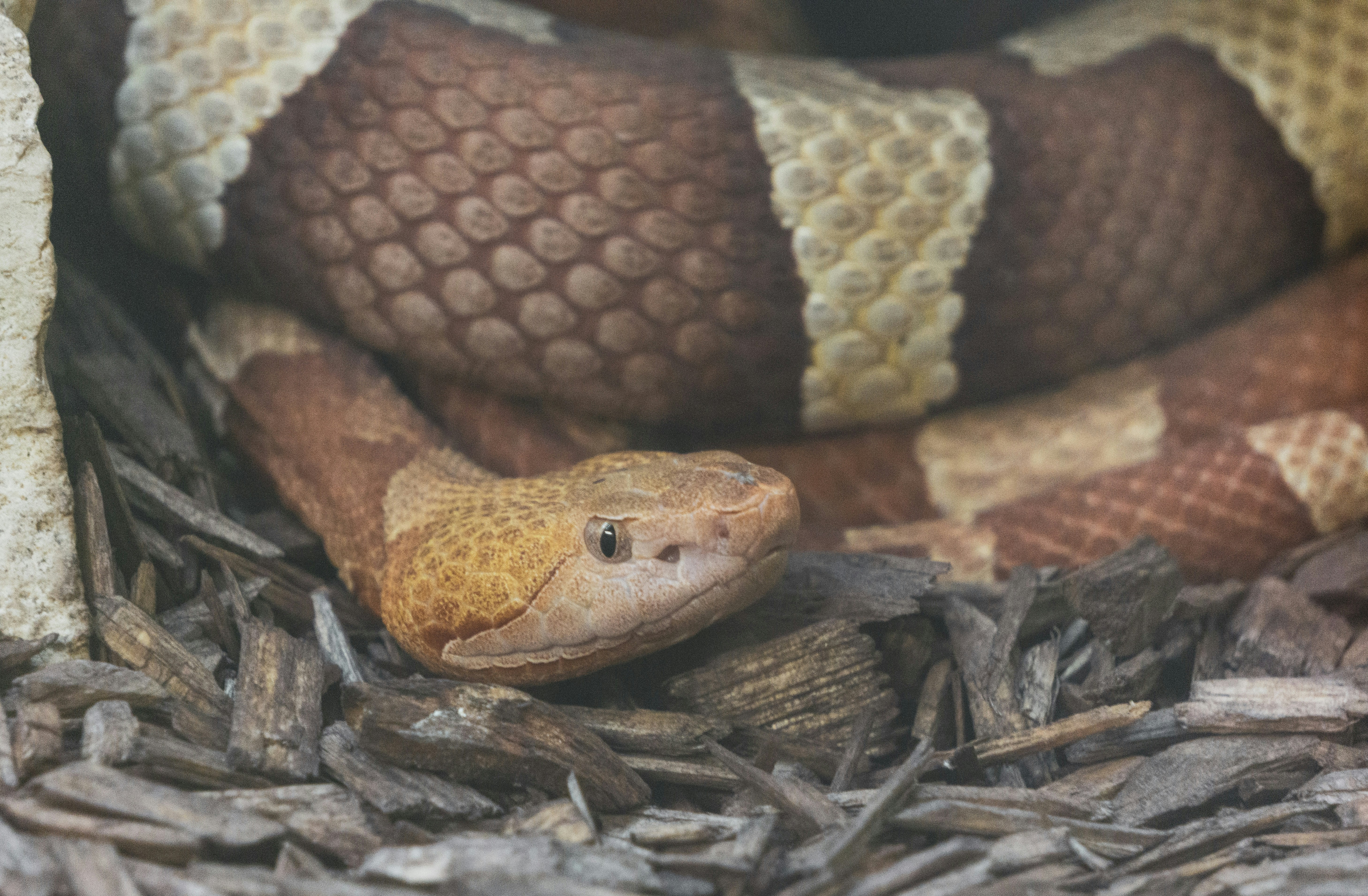 a close up of a snake on the ground