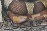 A close-up of a copperhead snake resting on a bed of wood chips. The snake's distinctive brown and tan patterned scales are visible, with its head raised and eyes alert.