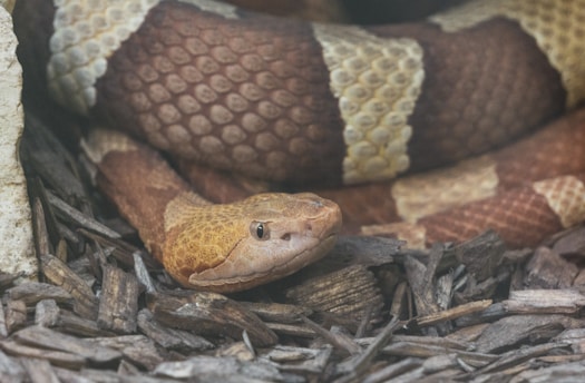 a close up of a snake on the ground