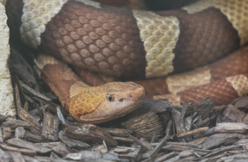 A close-up of a copperhead snake resting on a bed of wood chips. The snake's distinctive brown and tan patterned scales are visible, with its head raised and eyes alert.