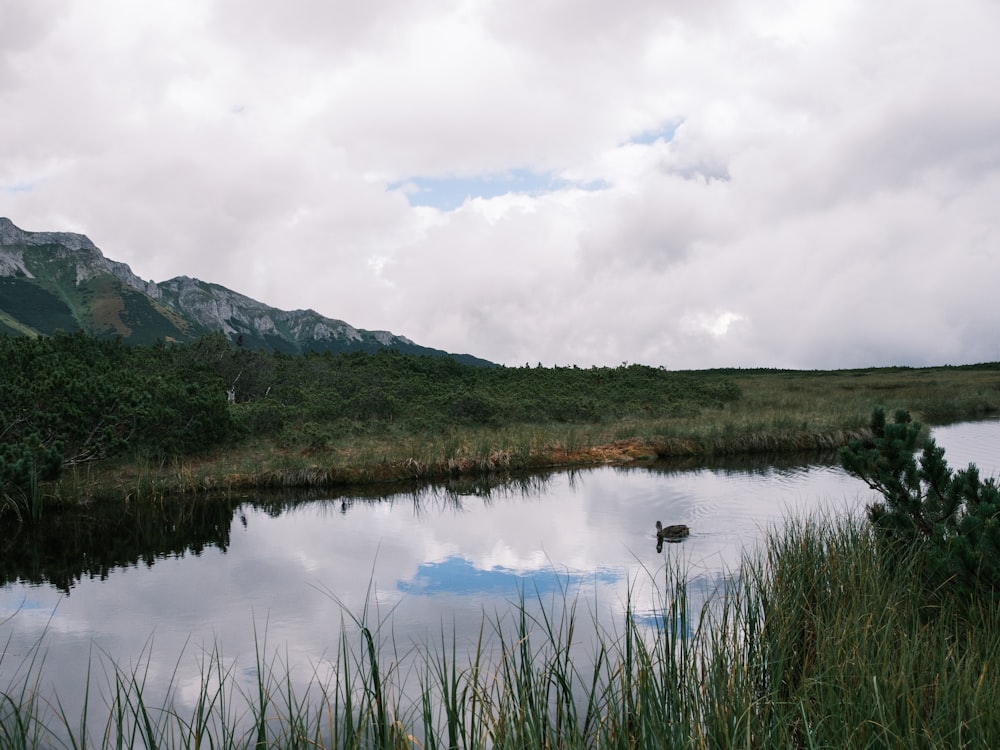 a lake surrounded by tall grass and mountains