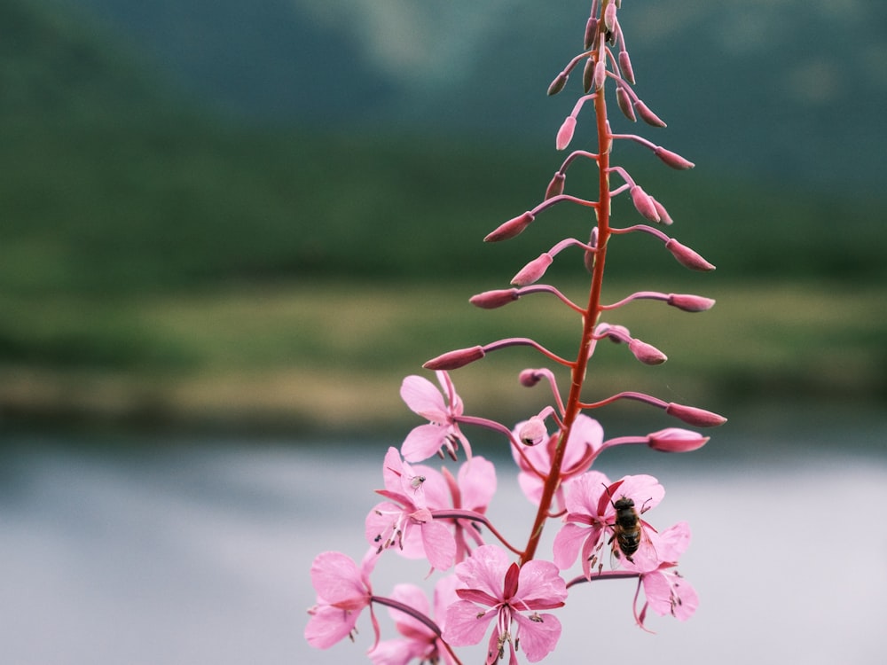 a pink flower with a bee on it