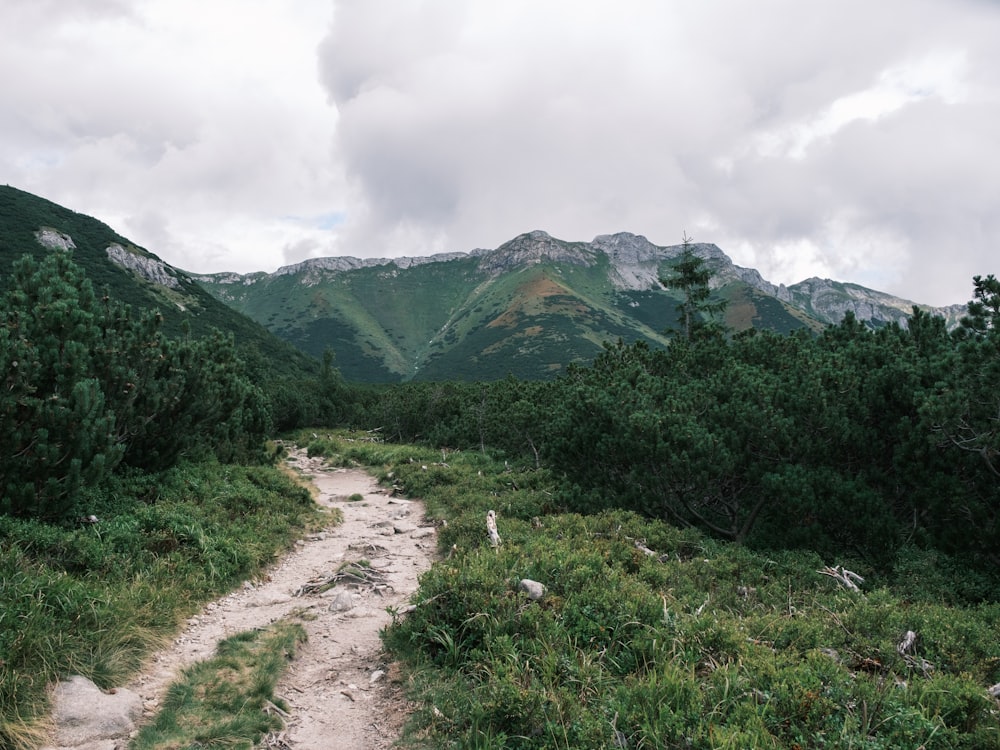 a dirt path in the middle of a forest