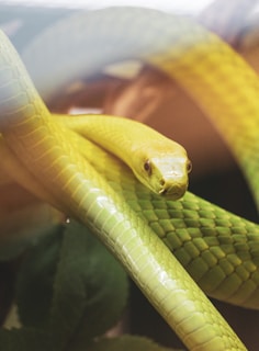 A close-up of a bright green tree python coiled gracefully on a branch.