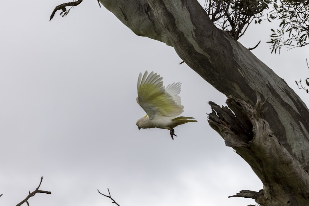 a white bird flying next to a tree