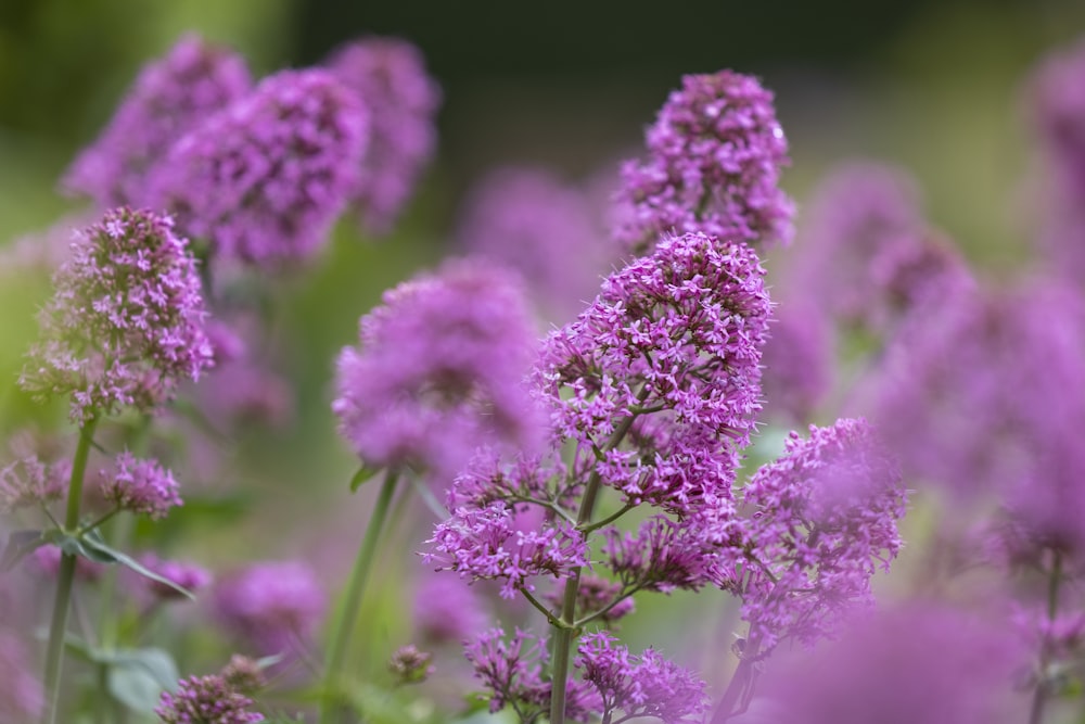 野原の紫色の花の束