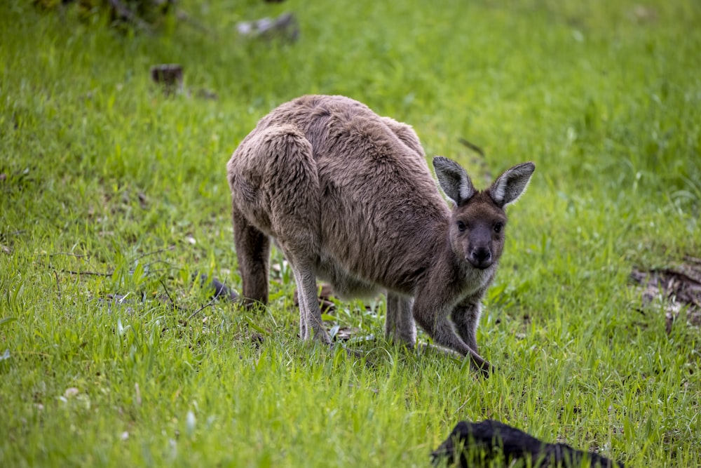 a kangaroo and its baby in a grassy field