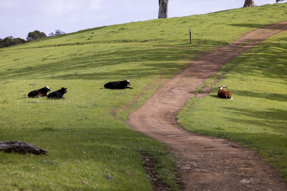 a group of cows laying on a lush green hillside
