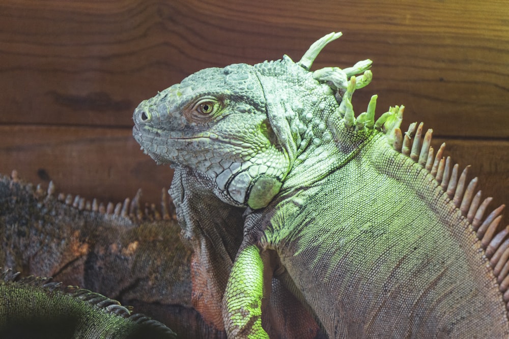 a close up of an iguana on a wooden surface