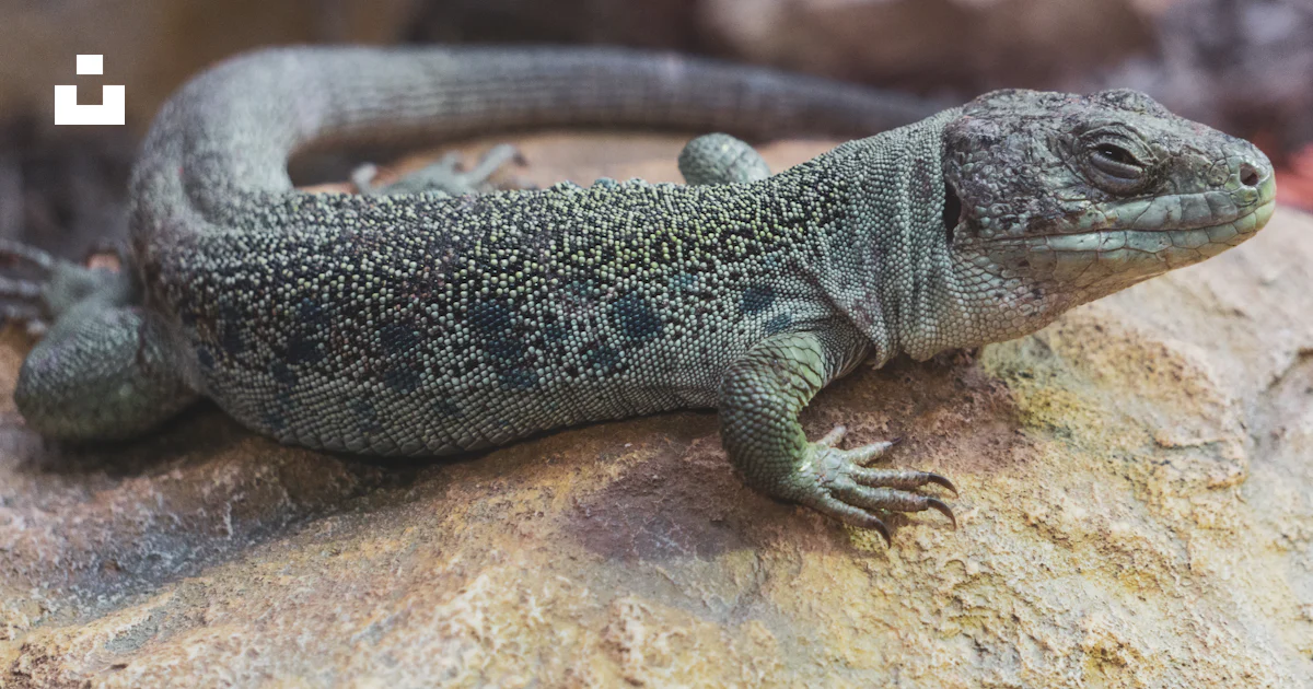 A close up of a lizard on a rock photo – Free Reptile Image on Unsplash