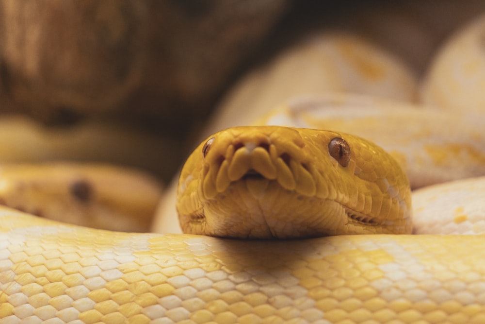 a close up of a yellow snake's head