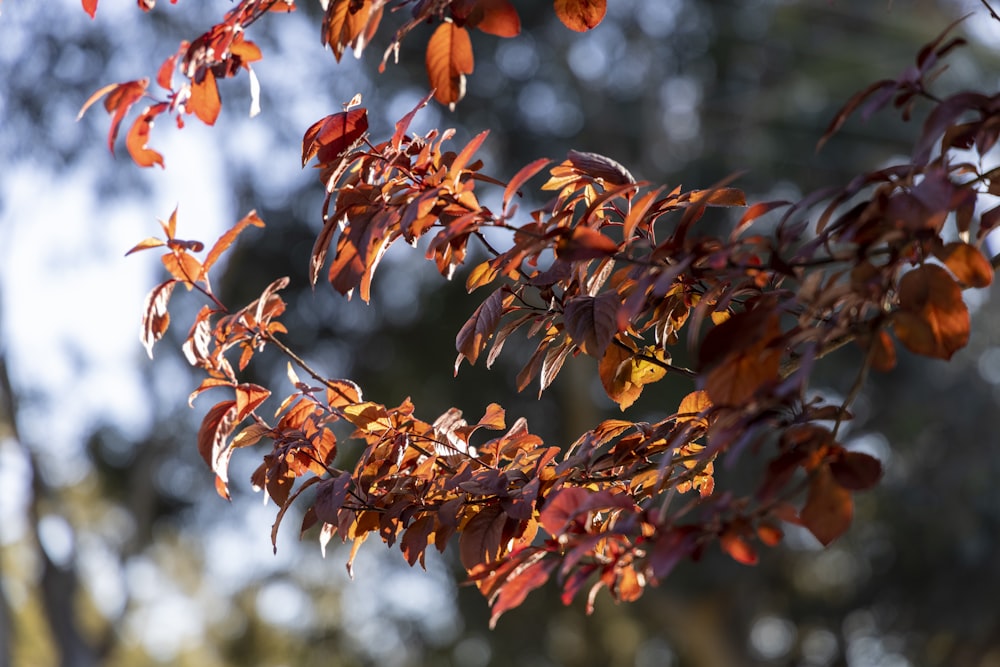 a close up of a tree with red leaves