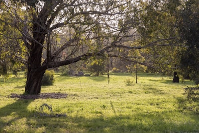 A serene landscape featuring large, mature trees.