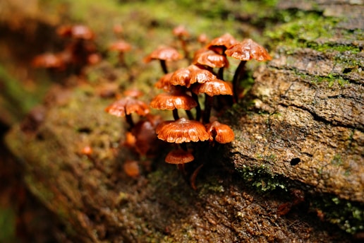 Small, reddish-brown mushrooms growing on a moss-covered log in a forest setting. The mushrooms have distinct caps with slightly curled edges and are clustered closely together.