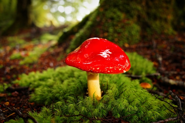 A vibrant red mushroom with a white speckled cap is situated in a lush, green forest setting. The ground is covered with rich moss, branches, and fallen leaves. The background shows blurred, tall trees, suggesting a dense woodland environment.