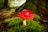 A vibrant red mushroom with a white speckled cap is situated in a lush, green forest setting. The ground is covered with rich moss, branches, and fallen leaves. The background shows blurred, tall trees, suggesting a dense woodland environment.