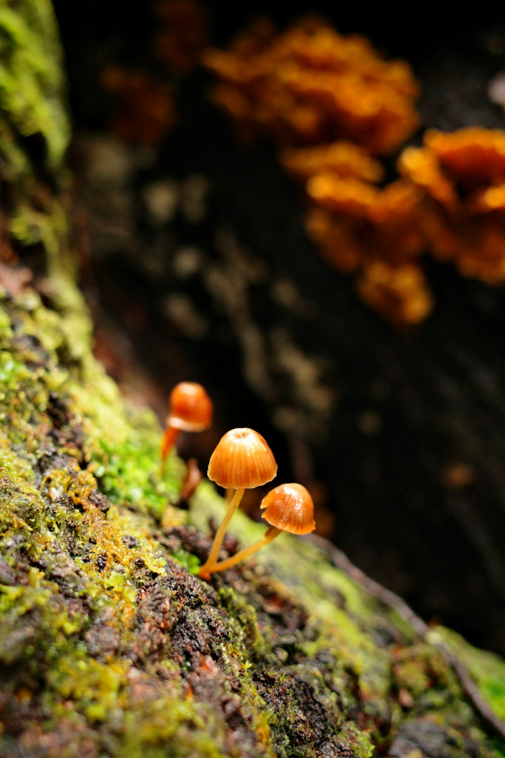 a group of mushrooms growing out of a mossy log