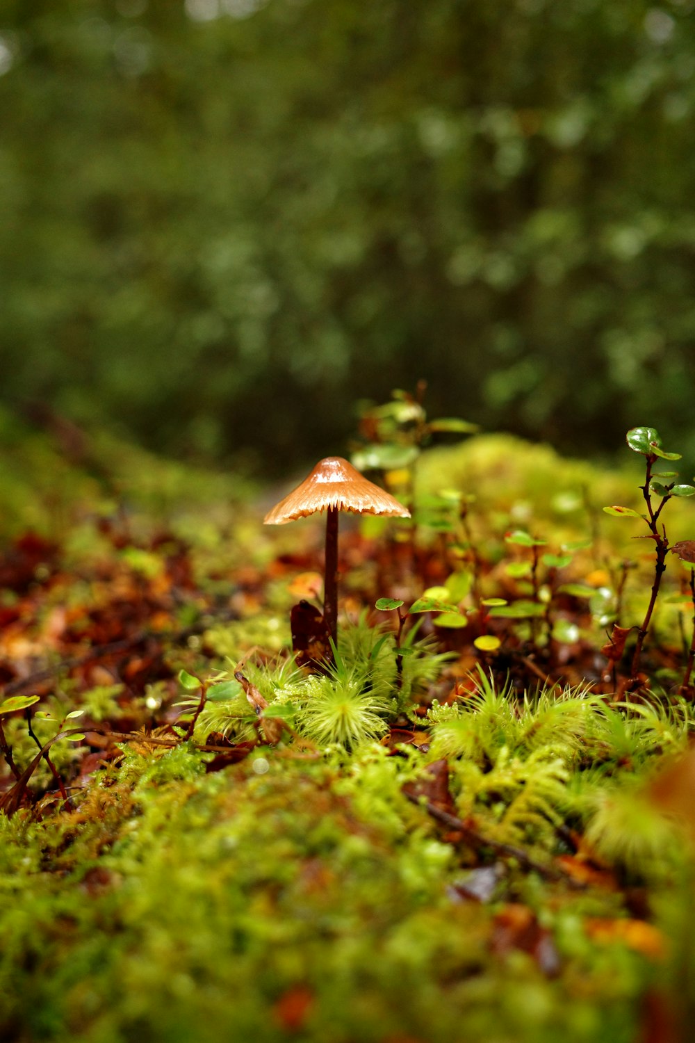 a group of mushrooms sitting on top of a lush green field