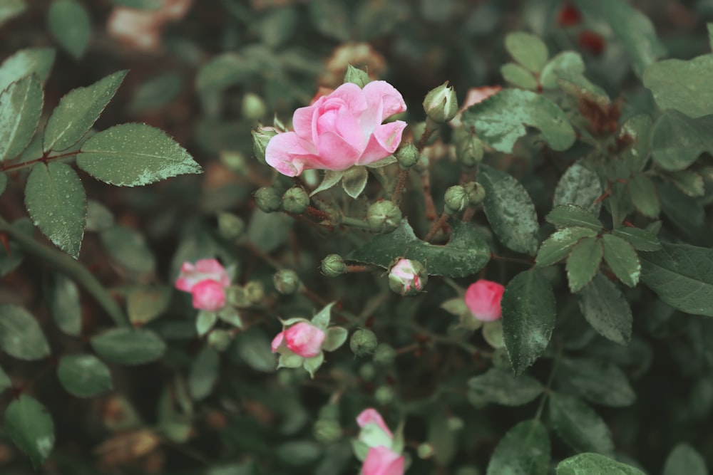 a close up of a pink flower on a bush