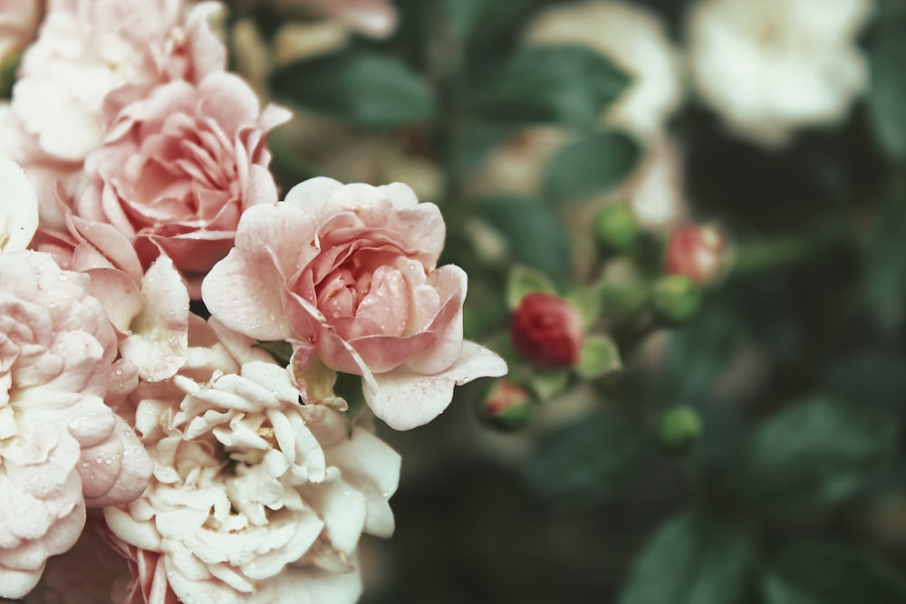 a bunch of pink and white flowers with green leaves