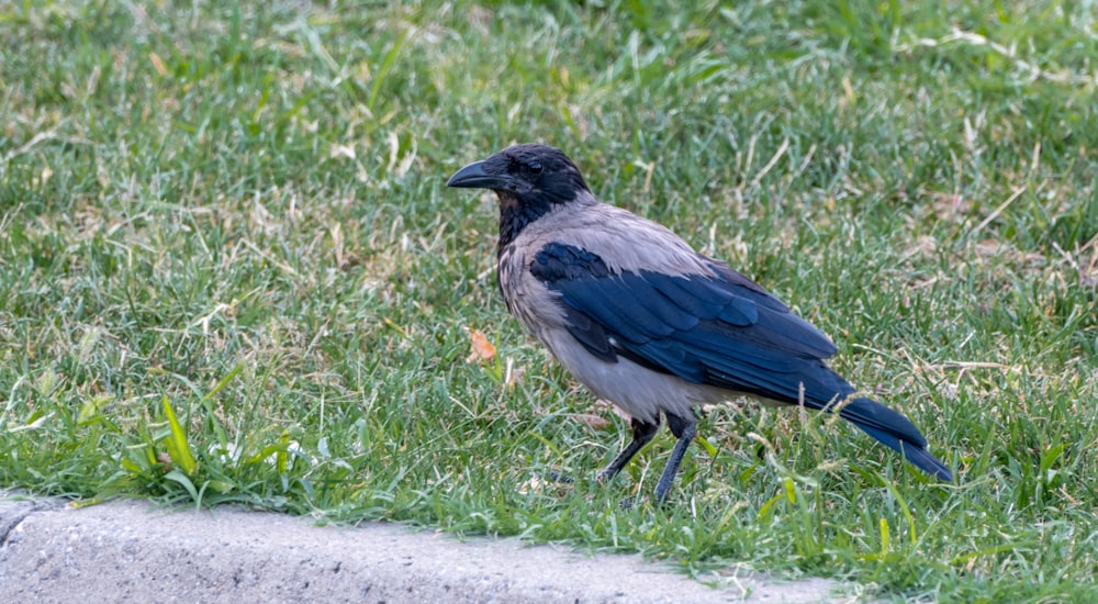 a black and gray bird standing in the grass