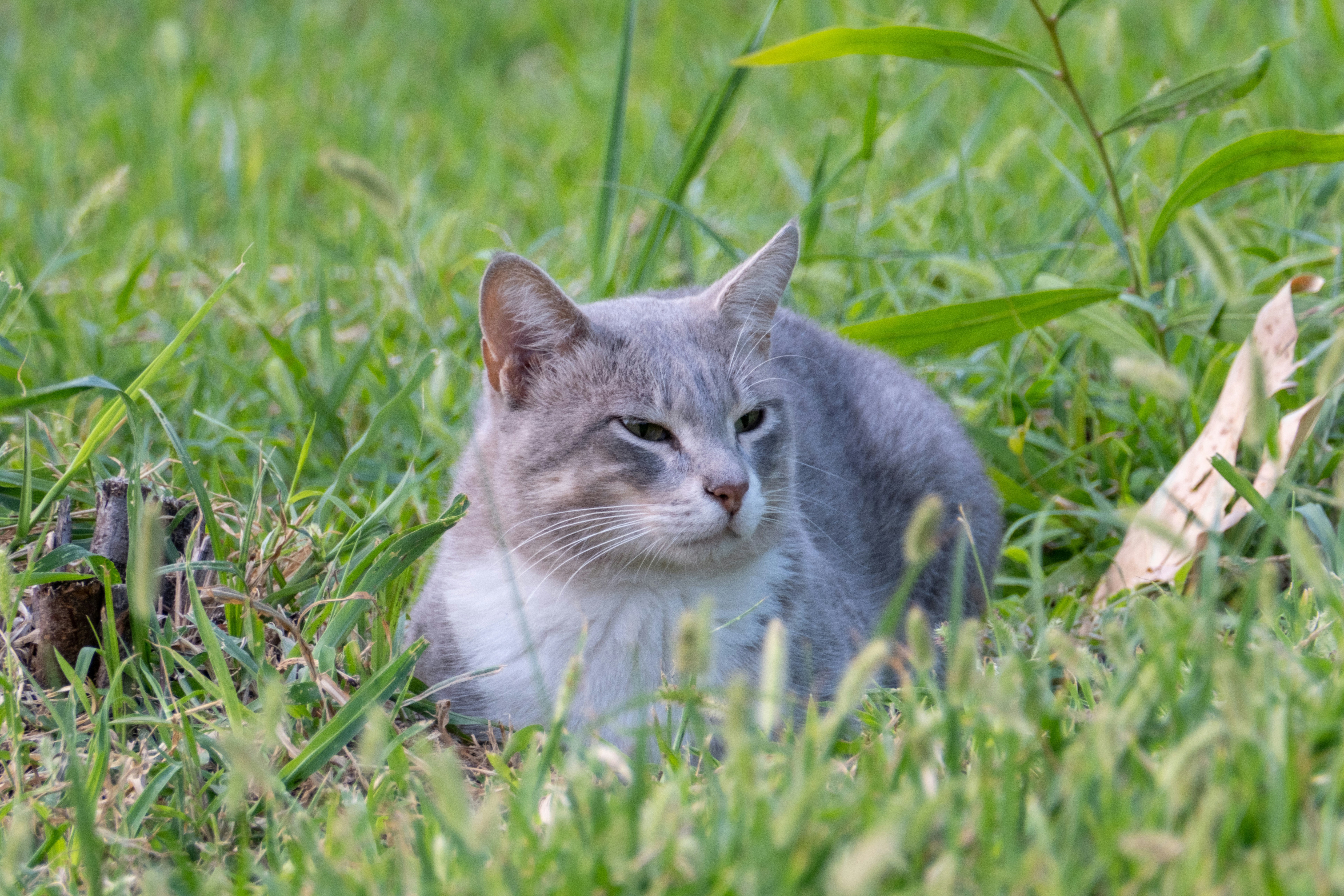 A gray and white cat sitting in the grass photo – Free Cat Image on ...