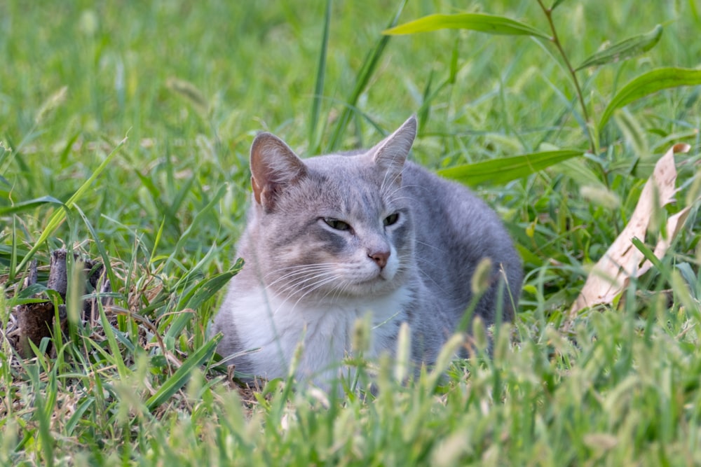 a gray and white cat sitting in the grass