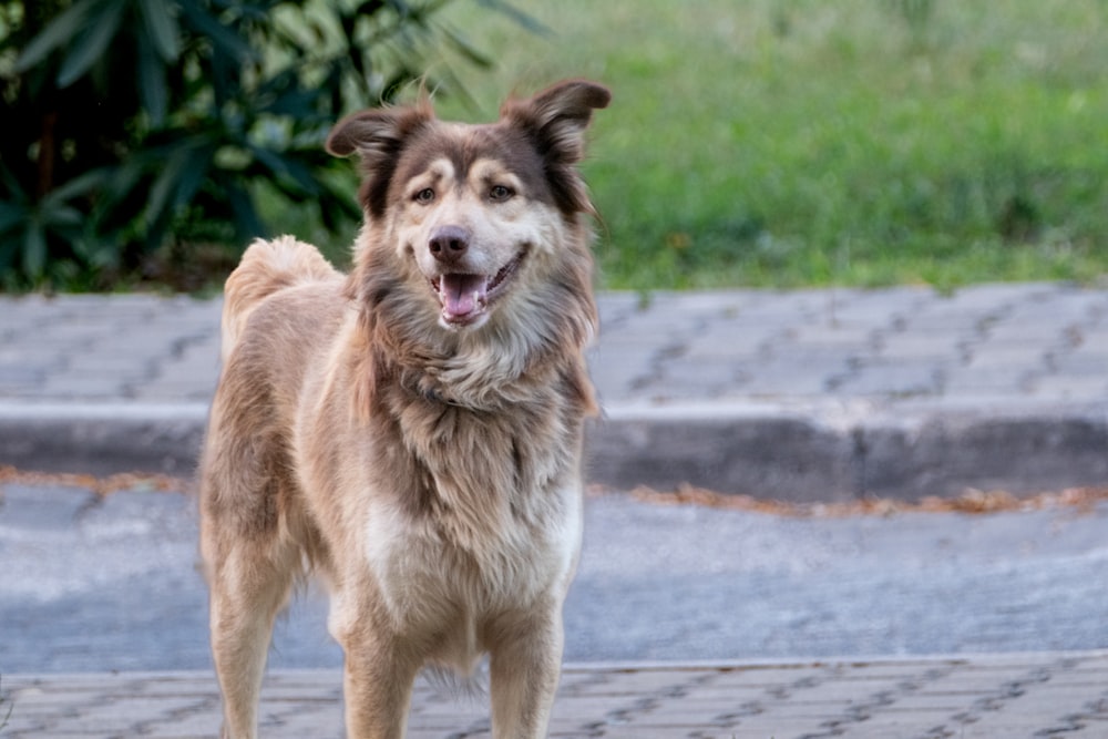 a brown and white dog standing on top of a sidewalk