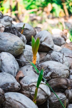 A pile of dried coconuts with several green coconut shoots sprouting from them. The coconuts are arranged closely together, and the shoots are vibrant with green and yellow hues, standing out against the duller brown and grey tones of the coconuts. In the background, there is blurred greenery and natural light.