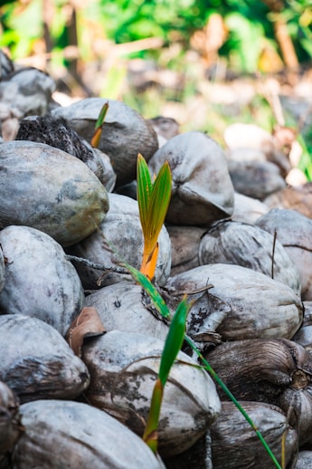 A close-up of rich, dark coir pith surrounded by healthy green plants.