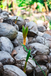 A pile of dried coconuts with several green coconut shoots sprouting from them. The coconuts are arranged closely together, and the shoots are vibrant with green and yellow hues, standing out against the duller brown and grey tones of the coconuts. In the background, there is blurred greenery and natural light.