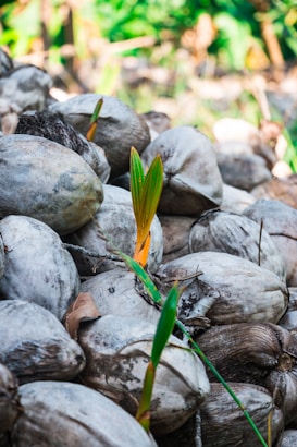 A pile of dried coconuts with several green coconut shoots sprouting from them. The coconuts are arranged closely together, and the shoots are vibrant with green and yellow hues, standing out against the duller brown and grey tones of the coconuts. In the background, there is blurred greenery and natural light.