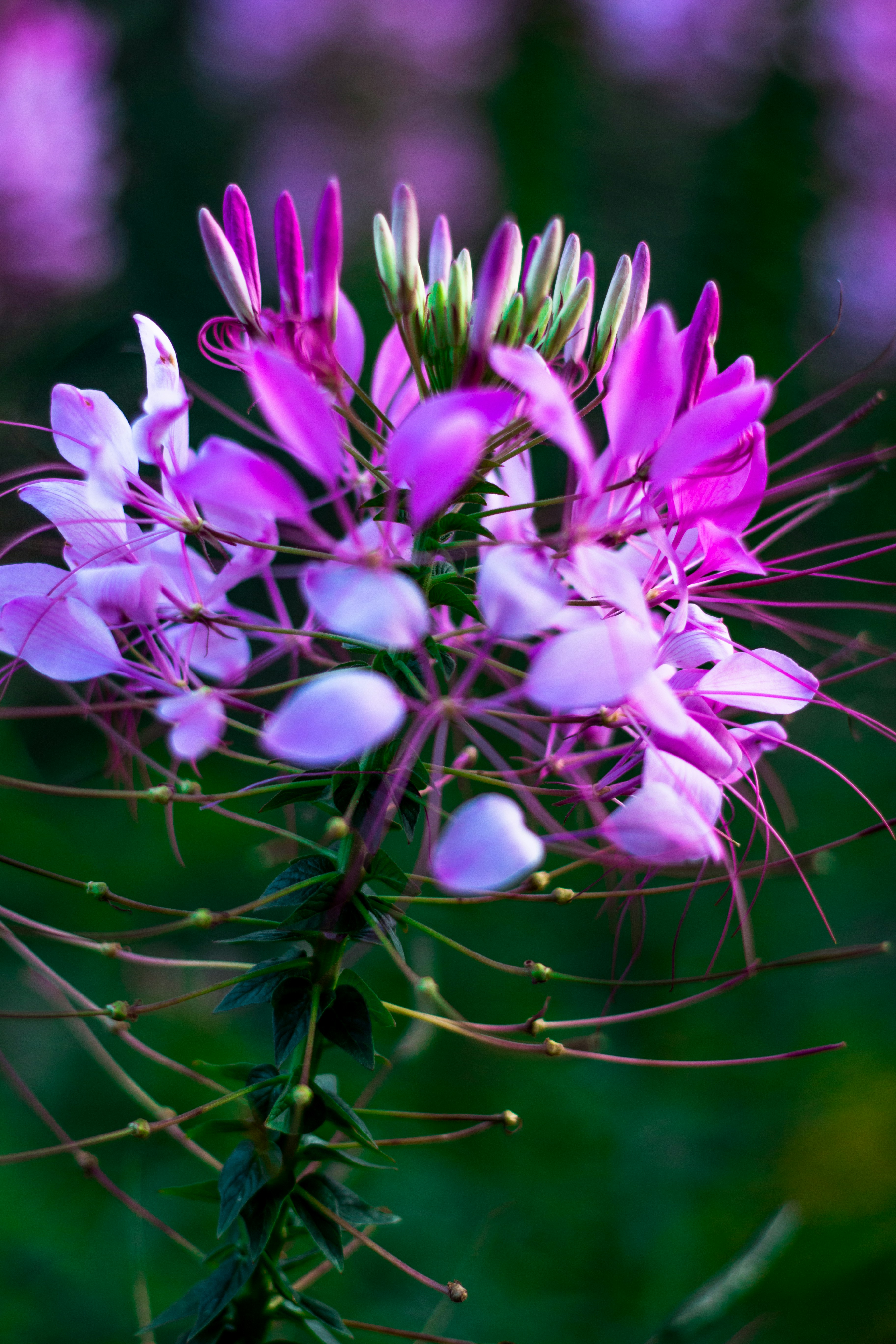 Photo by kannankanu