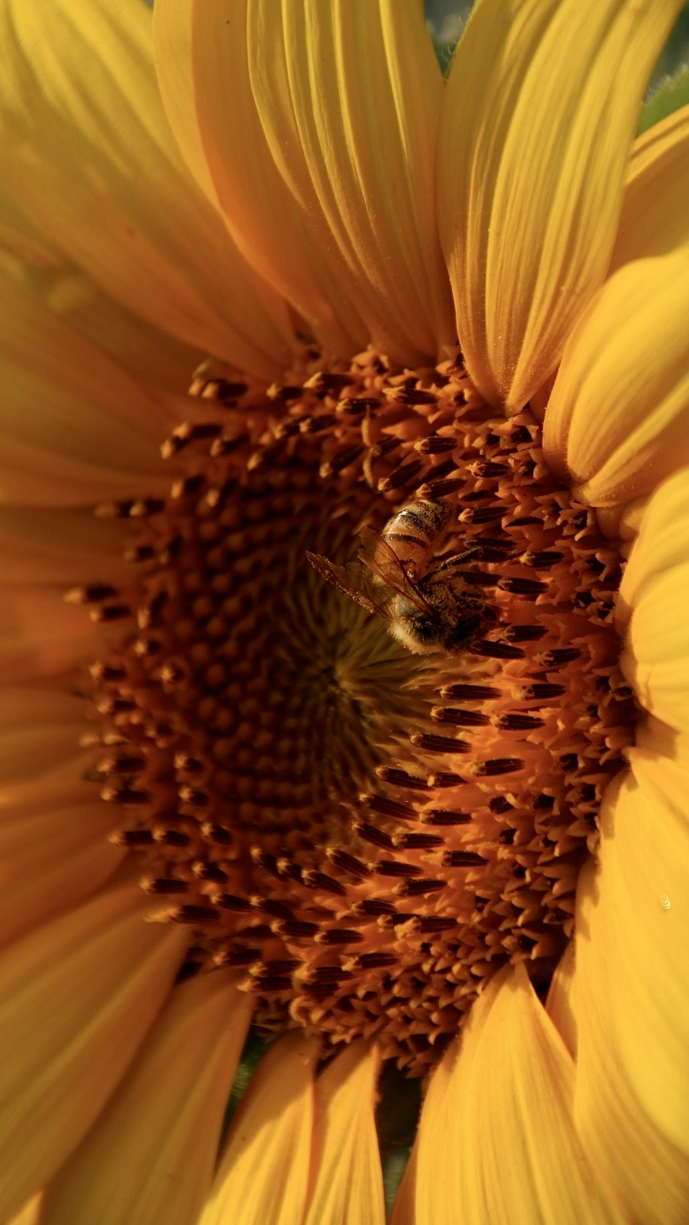 a large sunflower with a bee on it