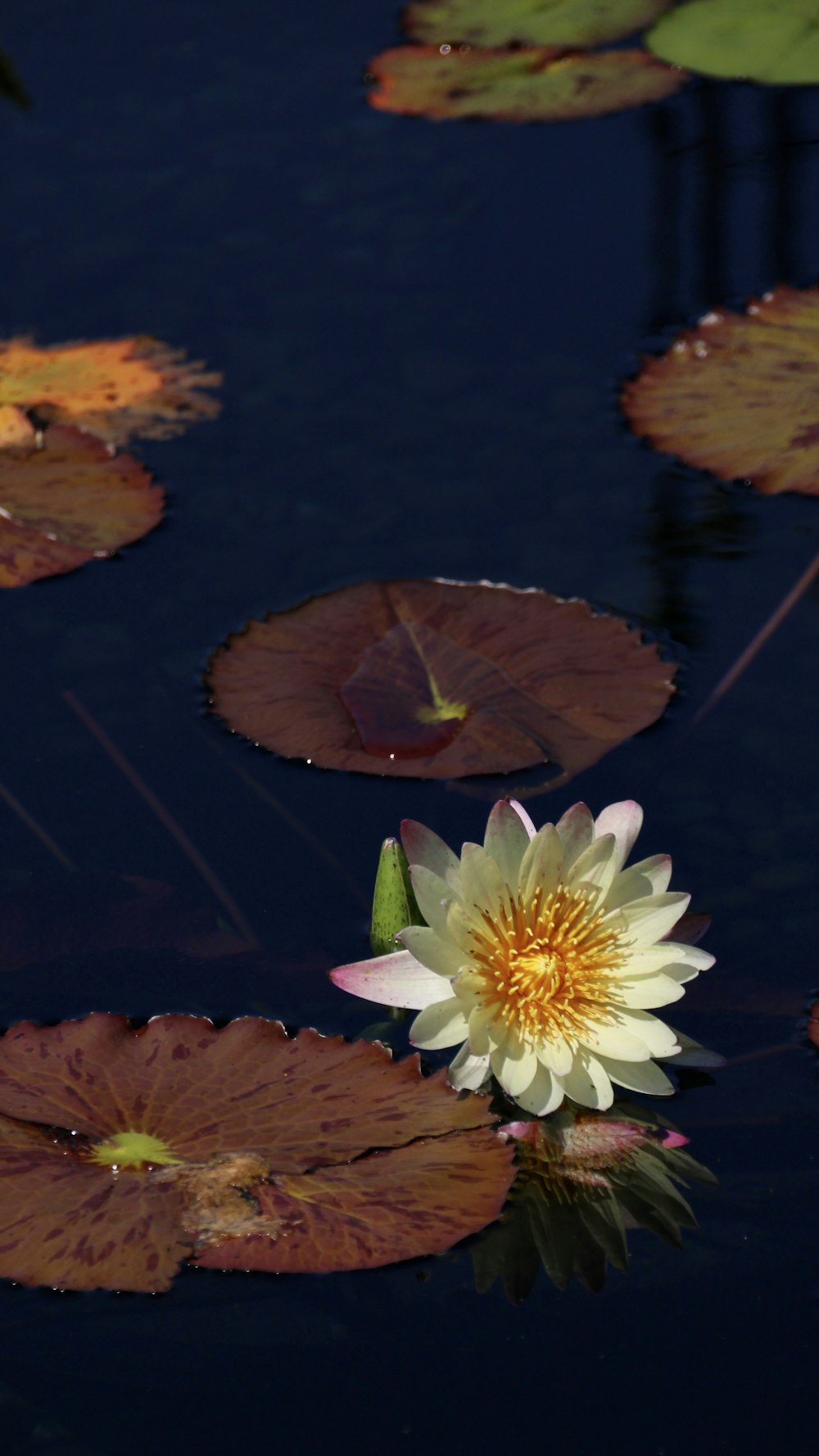 a white flower floating on top of a body of water