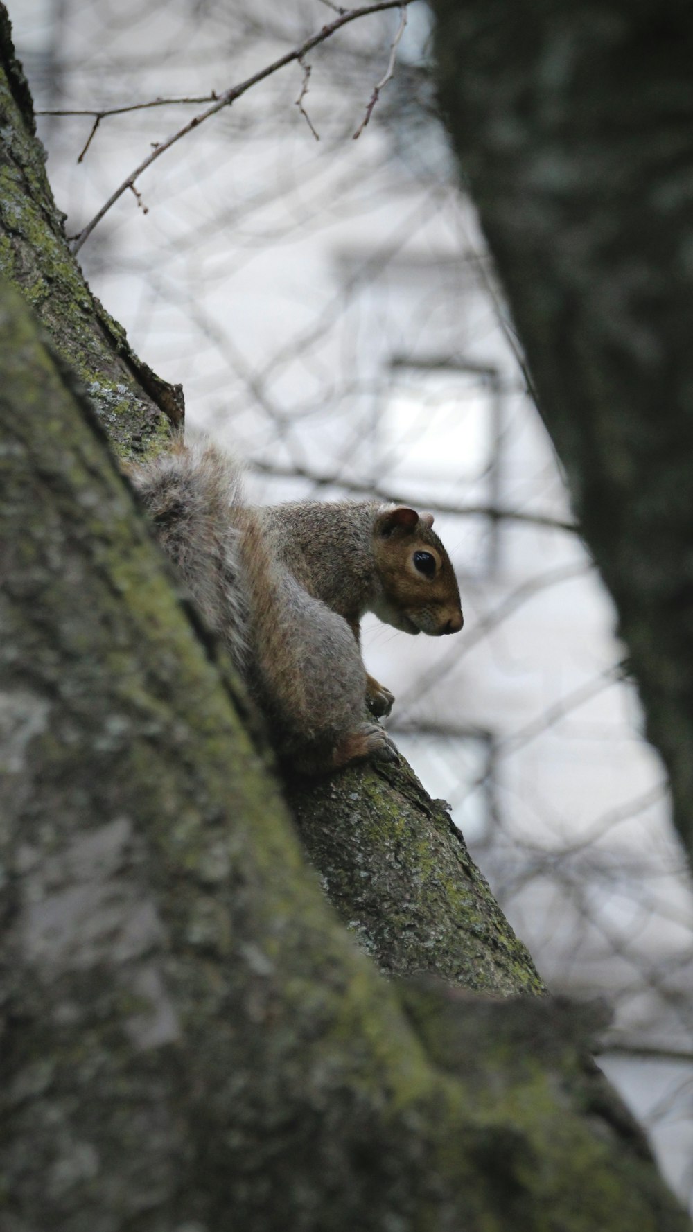 a squirrel is sitting on a tree branch