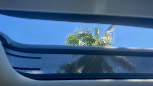 A clean, replaced windshield shining under the California sun with a clear view of palm trees.