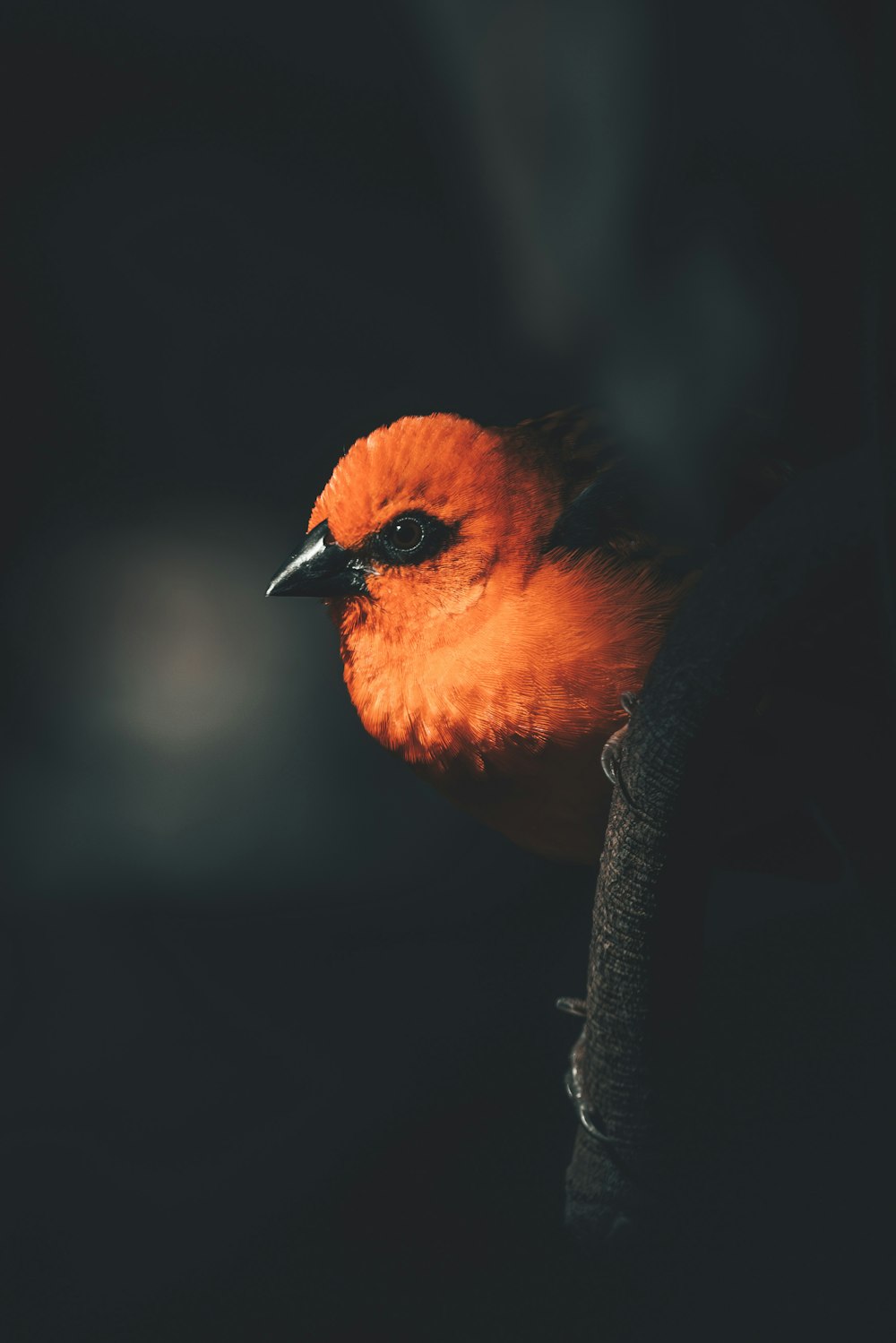 a small orange bird sitting on top of a tree branch