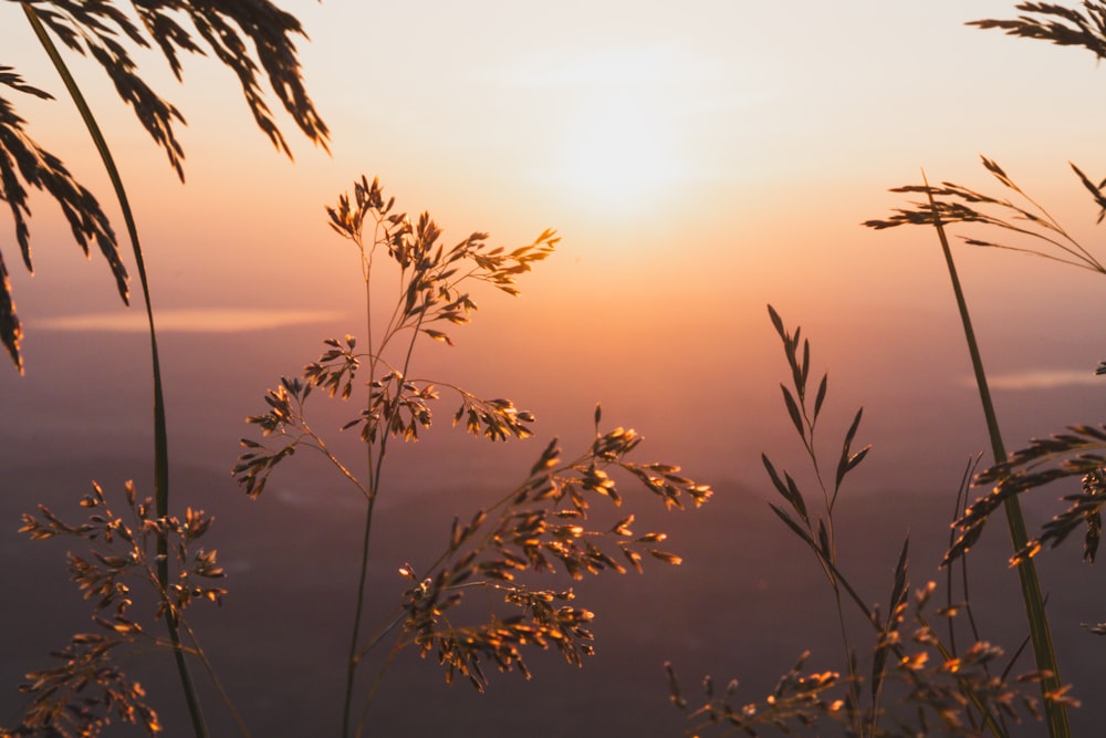 the sun is setting over a field of tall grass