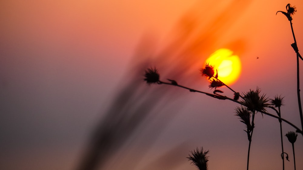 the sun is setting over a field of tall grass