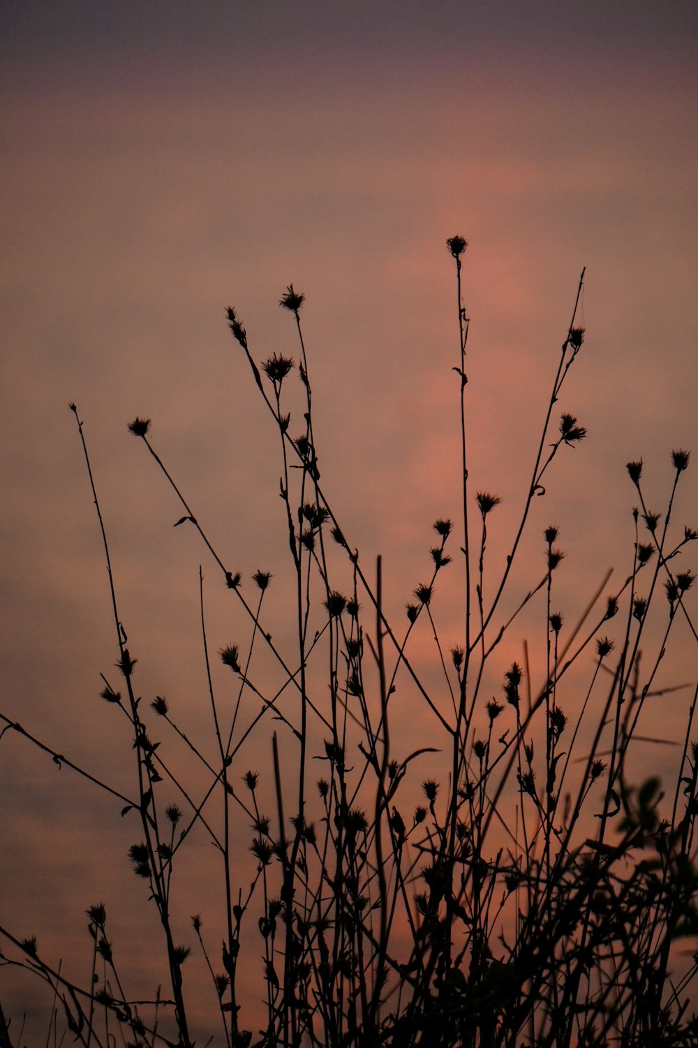 the silhouette of a plant against a pink sky