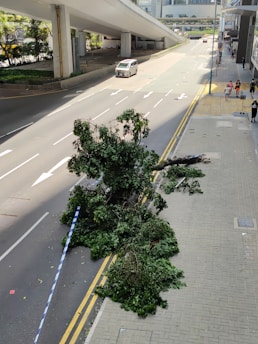 A large fallen tree branch being carefully dragged to the curb by a mover in Nashville.