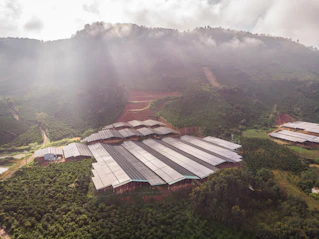 A large agricultural facility is nestled within a lush, green valley surrounded by densely forested hills. The buildings have long, rectangular roofs, likely indicating greenhouses or storage areas. Sunlight filters through scattered clouds, casting gentle rays on the landscape.