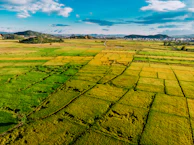 A panoramic view of verdant rice paddies stretching to the horizon at dawn.