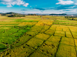 A panoramic view of verdant rice paddies stretching to the horizon at dawn.