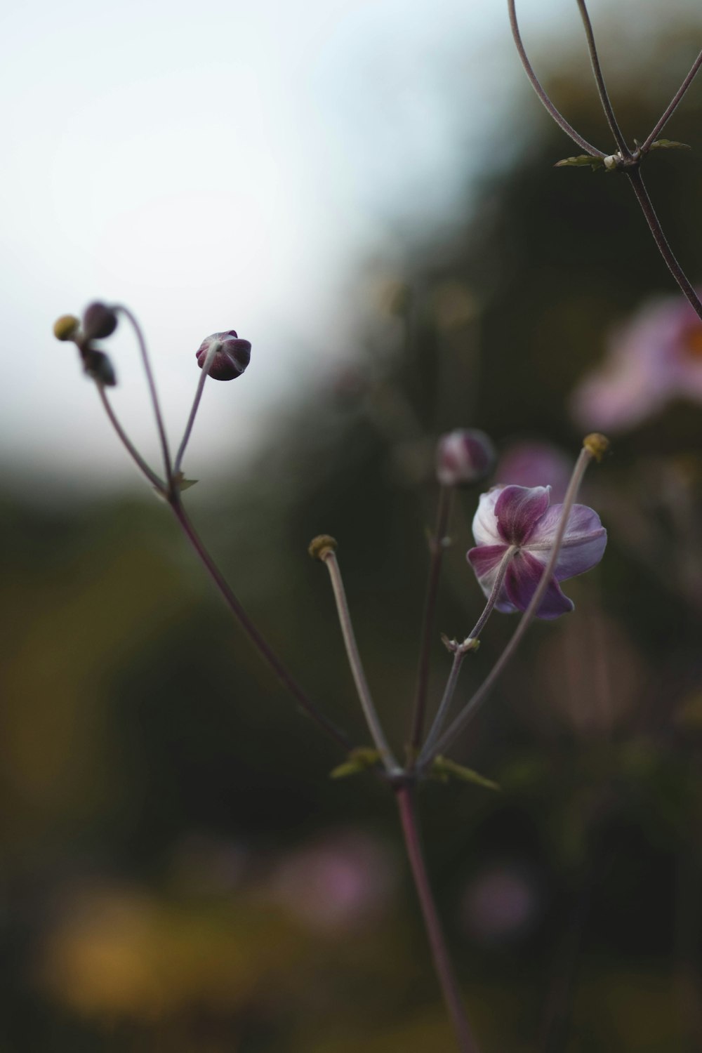 a close up of a flower with a blurry background