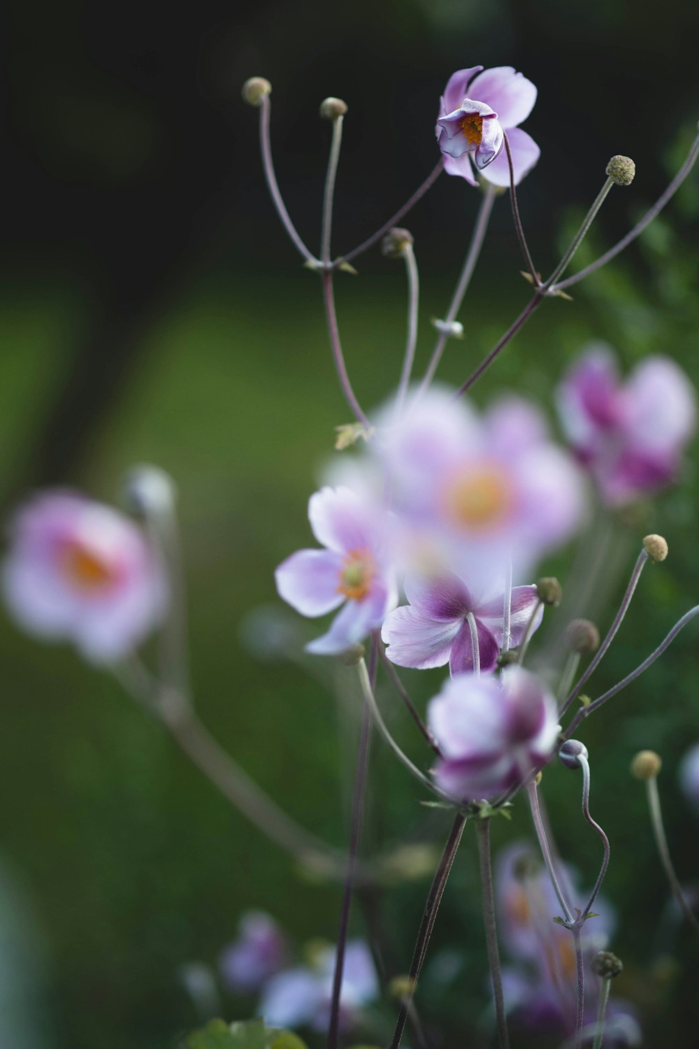 a close up of a bunch of flowers