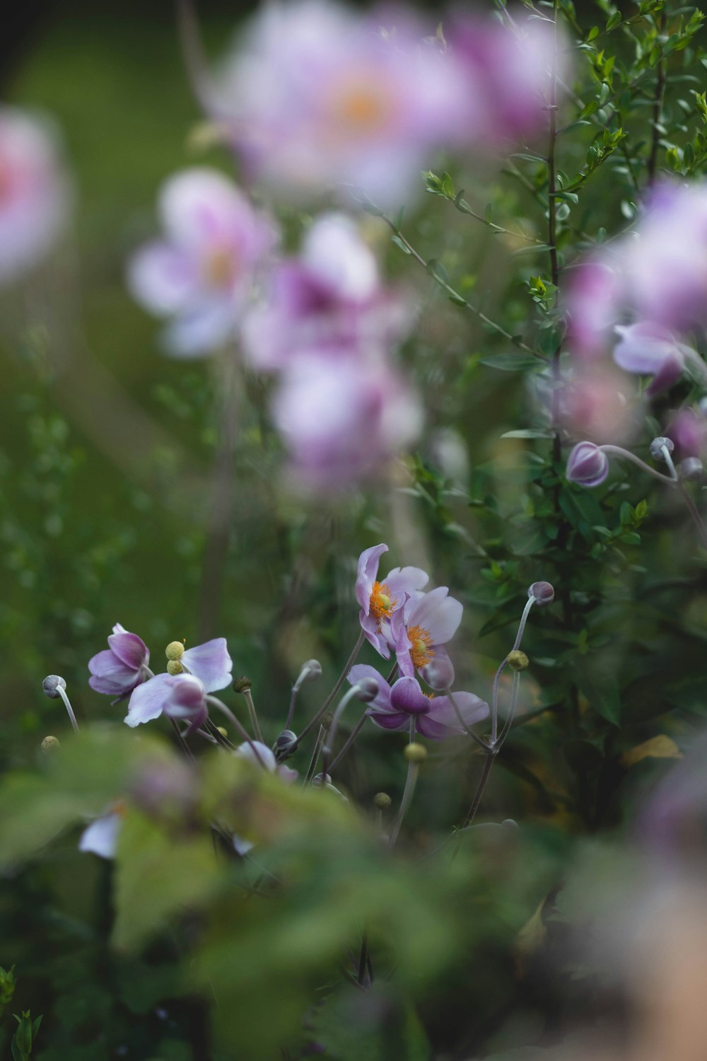 a bunch of flowers that are in the grass