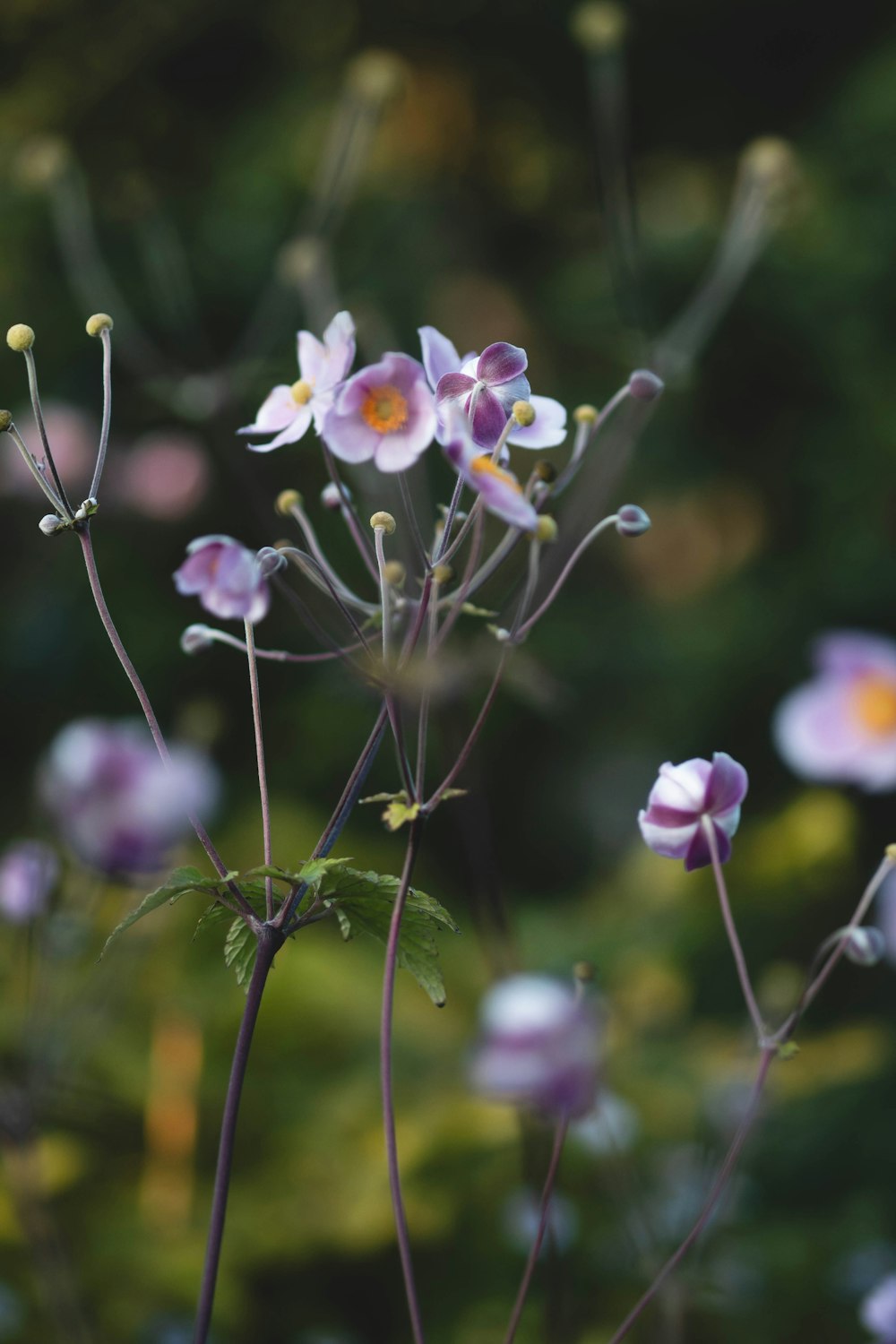 a bunch of flowers that are in the grass